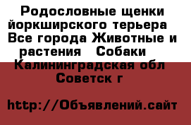 Родословные щенки йоркширского терьера - Все города Животные и растения » Собаки   . Калининградская обл.,Советск г.